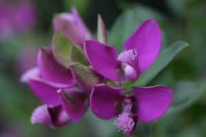 Finial, flowers, Polygala myrtifolia Finial, flowers, Polygala myrtifolia