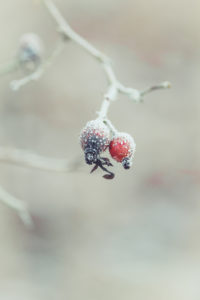 Close-up of red rose hips with hoarfrost Close-up of red rose hips with hoarfrost