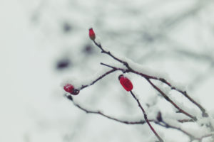Winter red: snow-covered rose hips Winter red: snow-covered rose hips