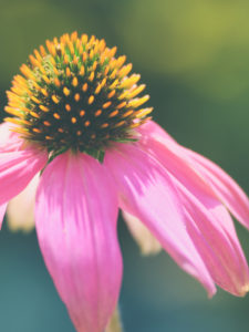 Close-up Echinacea flower pink Close-up Echinacea flower pink