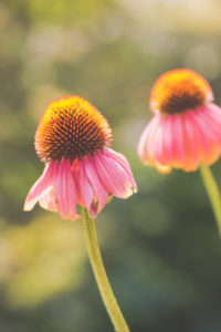 Echinacea flowers Echinacea flowers