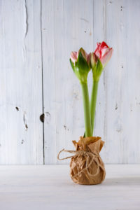 amaryllis in front of white wood amaryllis in front of white wood