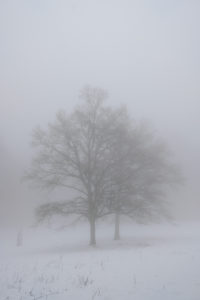 Winter mood: trees on a forest clearing in the fog Winter mood: trees on a forest clearing in the fog