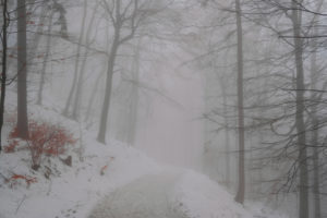 Winter forest in the fog Winter forest in the fog
