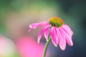 Close-up Echinacea flower pink Close-up Echinacea flower pink