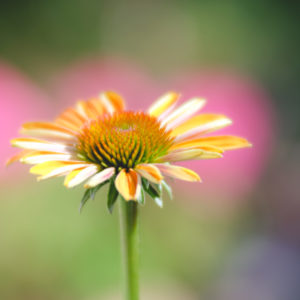 Close-up Echinacea bloom Close-up Echinacea bloom