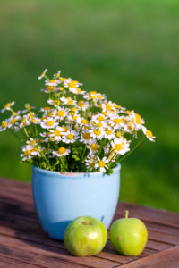 Summer Still Life with Marguerite Bouquet Summer Still Life with Marguerite Bouquet