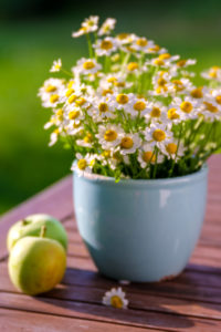 Summer Still Life with Marguerite Bouquet Summer Still Life with Marguerite Bouquet