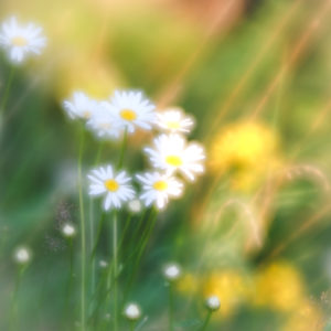 Wild marguerite blossoms with soft focus effect Wild marguerite blossoms with soft focus effect