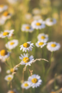 Summer meadow with wild daisy blossoms Summer meadow with wild daisy blossoms