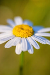 Close-up daisy flower Close-up daisy flower
