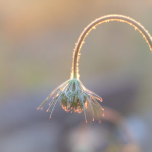 Close-up wild carrots inflorescence in golden back light Close-up wild carrots inflorescence in golden back light
