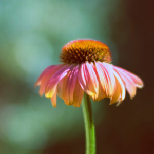 Close-up Echinacea bloom Close-up Echinacea bloom