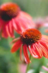 Close-up of orange Echinacea flowers Close-up of orange Echinacea flowers