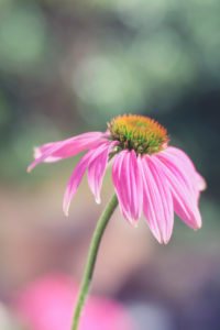 Close-up pink Echinacea flower with colored bokeh Close-up pink Echinacea flower with colored bokeh