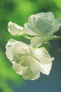 White rose petals, x-rayed White rose petals, x-rayed