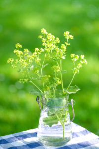 Summer Still Life with Lady's Mantle Flowers in the Garden Summer Still Life with Lady's Mantle Flowers in the Garden