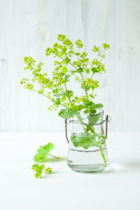 Summer still life with lady's mantle blossoms in front of a white wooden wall Summer still life with lady's mantle blossoms in front of a white wooden wall