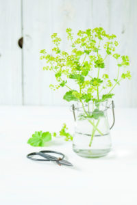lady's mantle blossoms in a glass vase in front of white wood lady's mantle blossoms in a glass vase in front of white wood