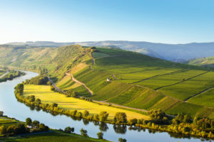 view to the Moselle and the vineyards behind it, in the summer, close Trittenheim with a cloudless sky. view to the Moselle and the vineyards behind it, in the summer, close Trittenheim with a cloudless sky.