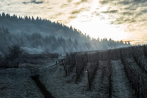 Vineyard at the Moselle in winter near Riol, Rhineland-Palatinate, Germany Vineyard at the Moselle in winter near Riol, Rhineland-Palatinate, Germany