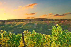 Grapevines in the foreground. In the background the vineyards at Klüsserath at the Moselle in front of a sunset sky. Grapevines in the foreground. In the background the vineyards at Klüsserath at the Moselle in front of a sunset sky.