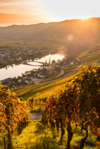 The Moselle loop at Piesport with view of autumnal vineyards. The Moselle loop at Piesport with view of autumnal vineyards.