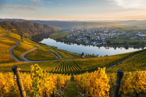 The Moselle loop at Piesport with view of autumnal vineyards. The Moselle loop at Piesport with view of autumnal vineyards.