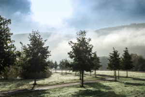Moselle landscape in the morning mist. Moselle landscape in the morning mist.