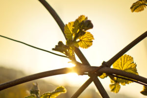 Fresh shoots on a vine in morning sun. Fresh shoots on a vine in morning sun.