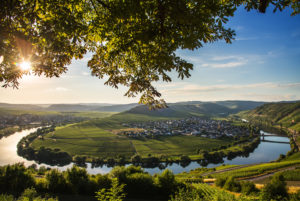 The Moselle loop at Trittenheim overlooking the vineyards. The Moselle loop at Trittenheim overlooking the vineyards.