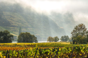 Moselle and autumnal vineyards at Trittenheim, Germany Moselle and autumnal vineyards at Trittenheim, Germany