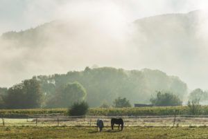Early morning fog in Moselle floodplains, Germany Early morning fog in Moselle floodplains, Germany