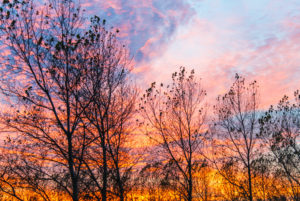 Silhouettes of autumnal vegetation in front of a very colorful sunset Silhouettes of autumnal vegetation in front of a very colorful sunset