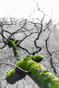 A moss-covered branch A moss-covered branch