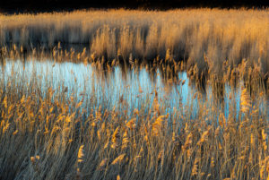 Protected biotope near Renesse, The Netherlands. Protected biotope near Renesse, The Netherlands.