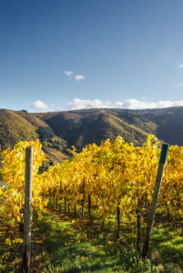 Buntes Weinlaub im Weinberg vor einem blauen Himmel. Buntes Weinlaub im Weinberg vor einem blauen Himmel.