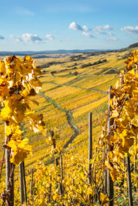 Wirtschaftswege in den herbstlichen Weinbergen von Schweich an der Mosel. Wirtschaftswege in den herbstlichen Weinbergen von Schweich an der Mosel.