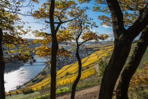 Die Mosel mit herbstlich gefärbten Weinbergen bei Mehring in der Nähe von Trier. Die Mosel mit herbstlich gefärbten Weinbergen bei Mehring in der Nähe von Trier.
