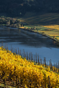 Die Mosel mit herbstlich gefärbten Weinbergen bei Mehring in der Nähe von Trier. Die Mosel mit herbstlich gefärbten Weinbergen bei Mehring in der Nähe von Trier.