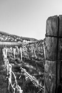 Vine plants with trellises in a vineyard on the Moselle. Vine plants with trellises in a vineyard on the Moselle.
