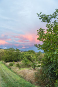 Sommerliche Mosellandschaft bei Riol in der Nähe von Trier. Sommerliche Mosellandschaft bei Riol in der Nähe von Trier.