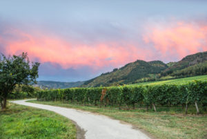 Sommerliche Mosellandschaft bei Riol in der Nähe von Trier. Sommerliche Mosellandschaft bei Riol in der Nähe von Trier.
