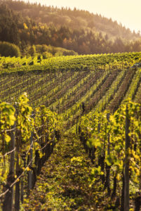Weinberg vor sommerlichem Himmel. Weinberg vor sommerlichem Himmel.