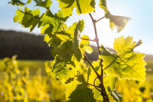 Weinranke vor sommerlichem Himmel in einem Weinberg Weinranke vor sommerlichem Himmel in einem Weinberg