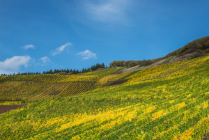 Buntes Weinlaub im Weinberg vor einem blauen Himmel. Buntes Weinlaub im Weinberg vor einem blauen Himmel.
