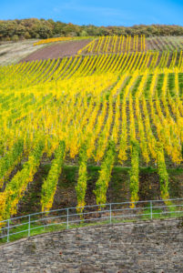 Buntes Weinlaub im Weinberg vor einem blauen Himmel. Buntes Weinlaub im Weinberg vor einem blauen Himmel.