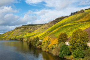 Die Mosel mit herbstlich gefärbten Weinbergen bei Longuich in der Nähe von Trier. Die Mosel mit herbstlich gefärbten Weinbergen bei Longuich in der Nähe von Trier.