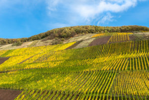 Buntes Weinlaub im Weinberg vor einem teilbewölkten, herbstlichem Himmel. Buntes Weinlaub im Weinberg vor einem teilbewölkten, herbstlichem Himmel.