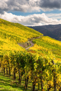 Buntes Weinlaub im Weinberg vor einem teilbewölkten, herbstlichem Himmel. Buntes Weinlaub im Weinberg vor einem teilbewölkten, herbstlichem Himmel.